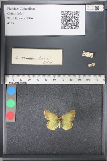 Media type: image;   Entomology 124596